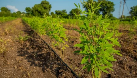 Pigeon Pea Crop Farm