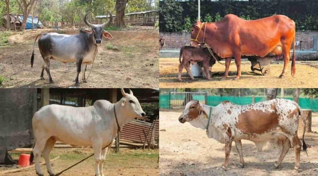 deshi gai indigenous cow breed