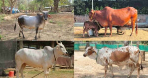 deshi gai indigenous cow breed