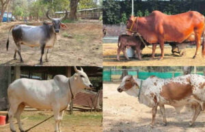 deshi gai indigenous cow breed