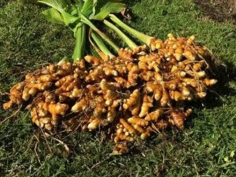 turmeric 