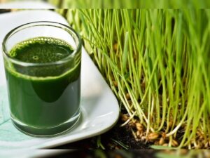 wheatgrass