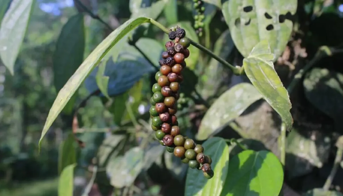 Black Pepper Plant