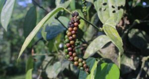 black-pepper-plant