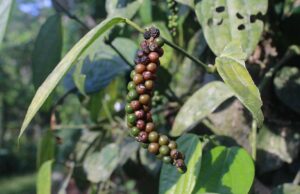 black-pepper-plant