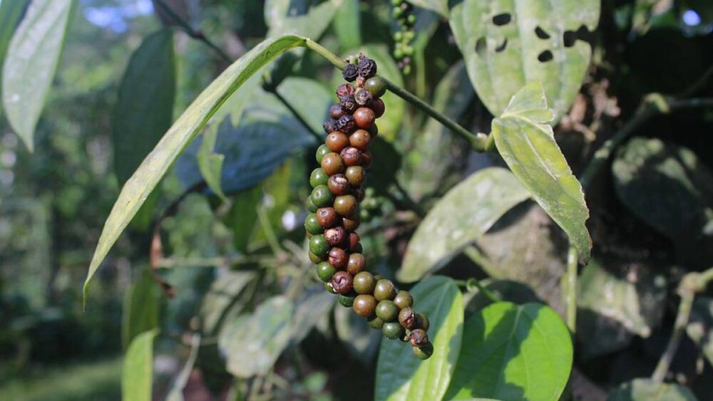 black-pepper-plant