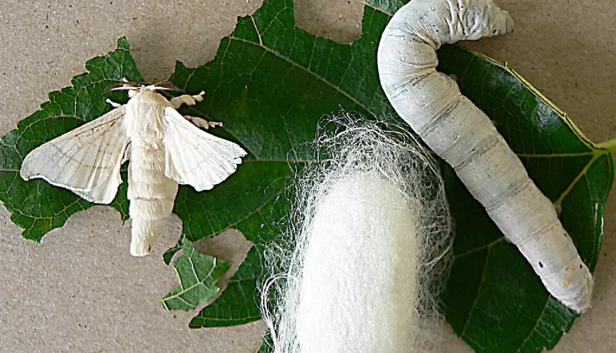 Silk Worm