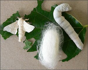 silk worm