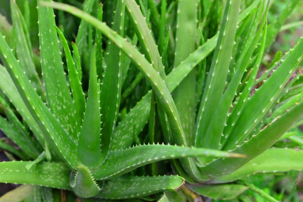 aloevera