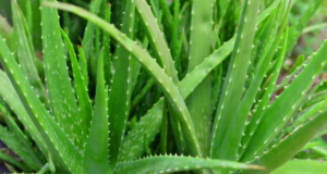 aloevera