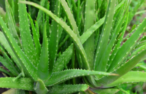 aloevera