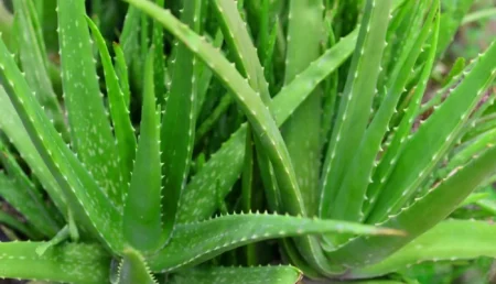 Aloevera
