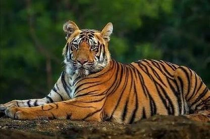 Project Tiger Celebrates 50 Years With Tiger Artworks By 42 Artists From 13 States Www.thehindi.in