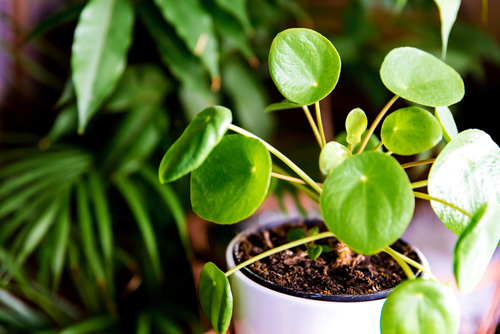 MONEY PLANT