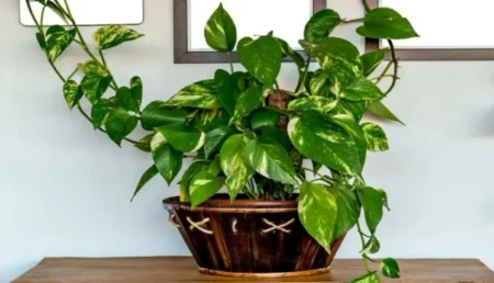 Money Plant And Vastu