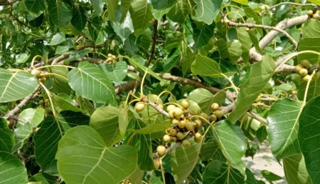 Peepal Tree