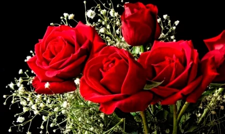 Know About Ghulab Flower How Lovers Propose With This Know Story Www.thehindi.in